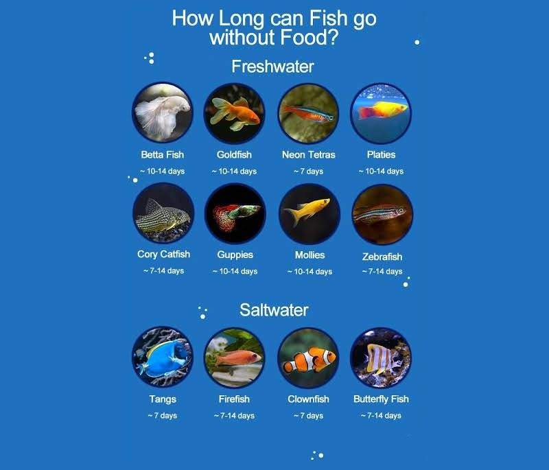 How Long Will Fish Survive Without Food?