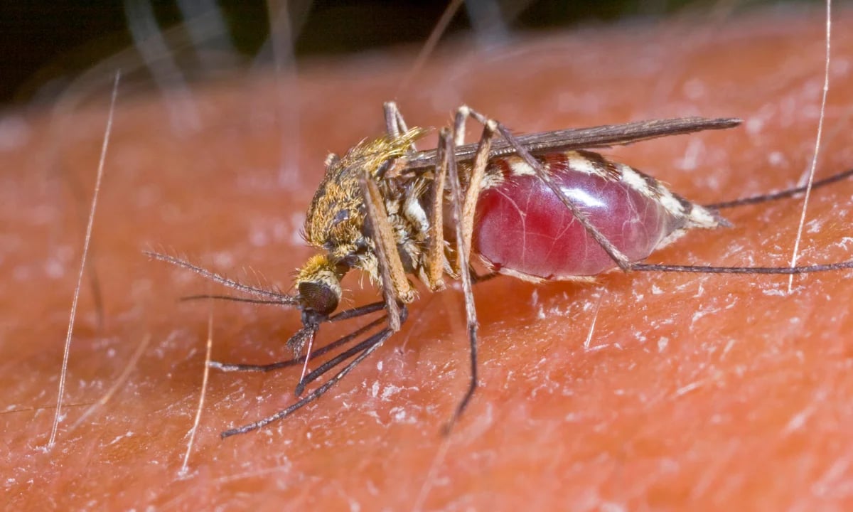 Effective Strategies for Keeping Mosquitoes Away: Natural and Proven Methods