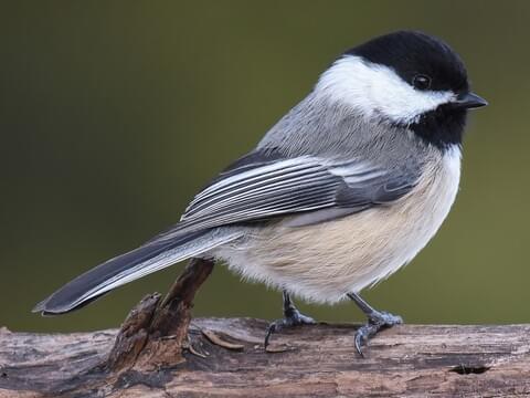 Black-capped Chickadees