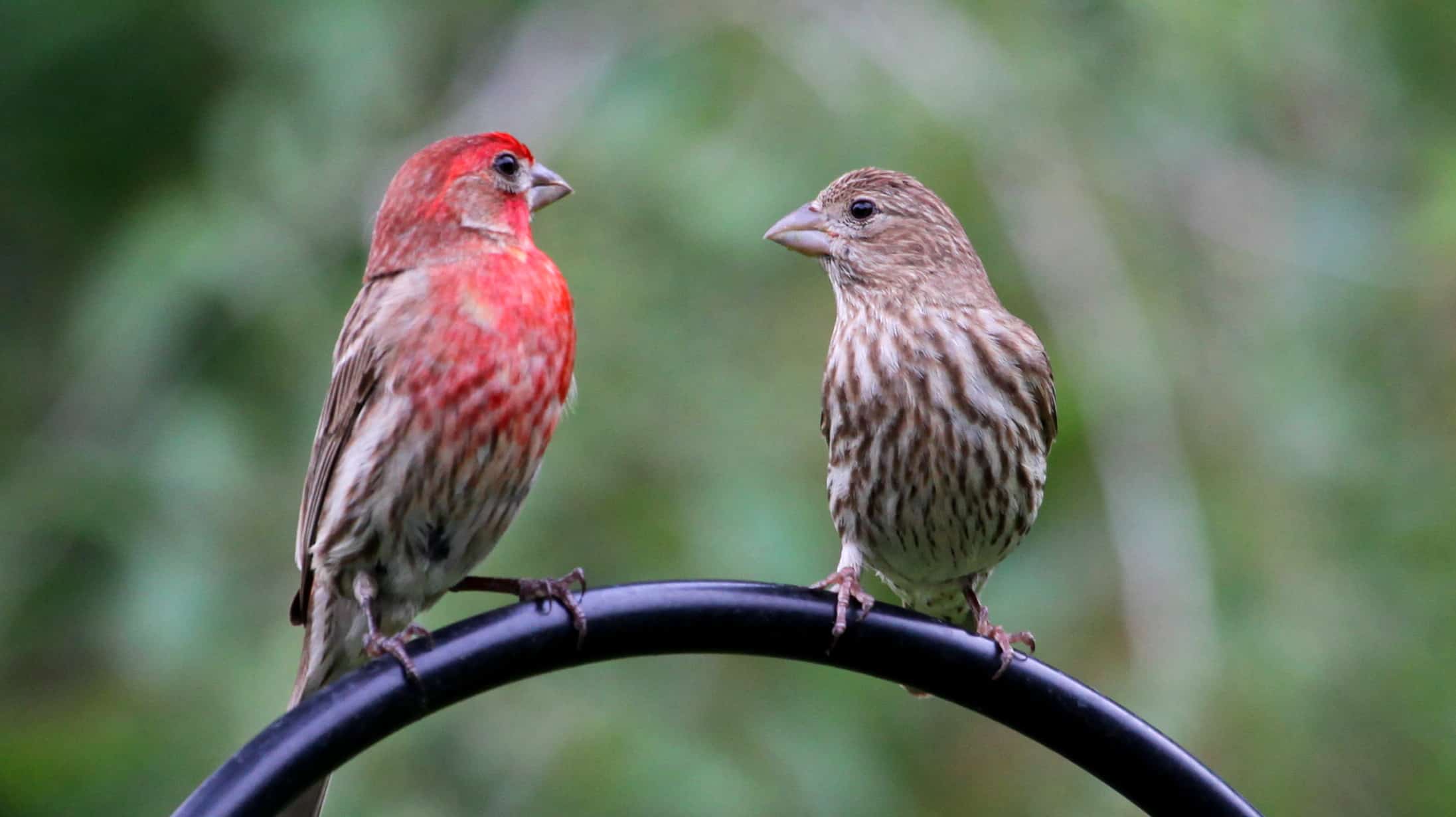 House Finches