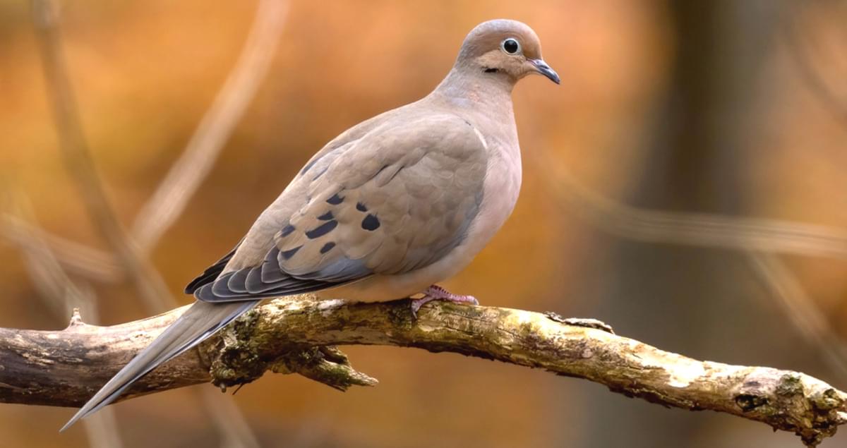 Mourning Doves