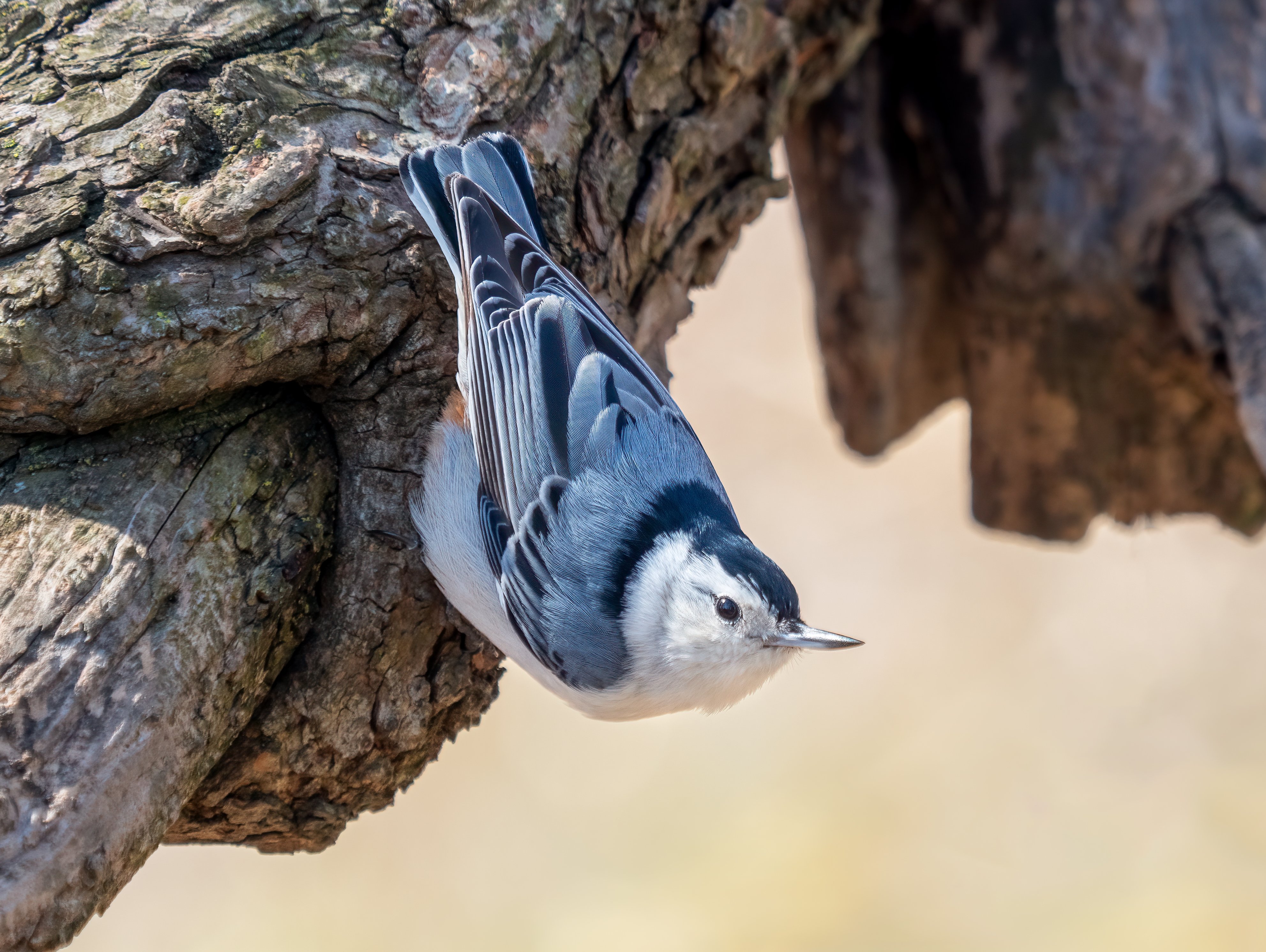 White-breasted Nuthatches