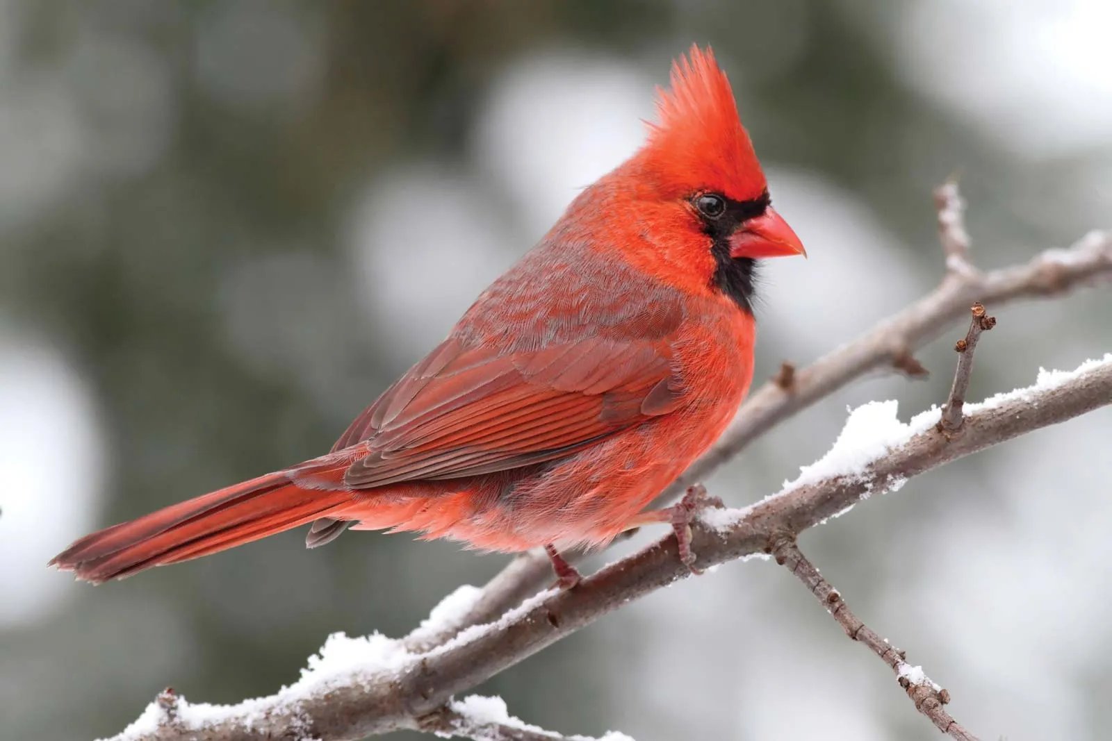 Northern Cardinal