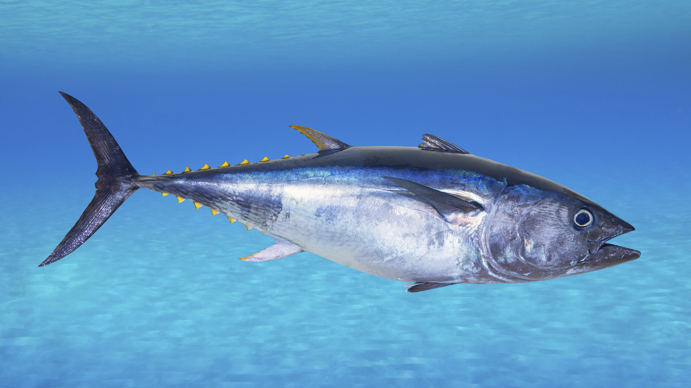 tuna