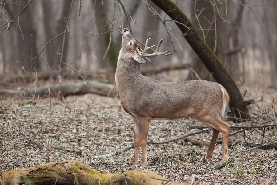 deer attractant