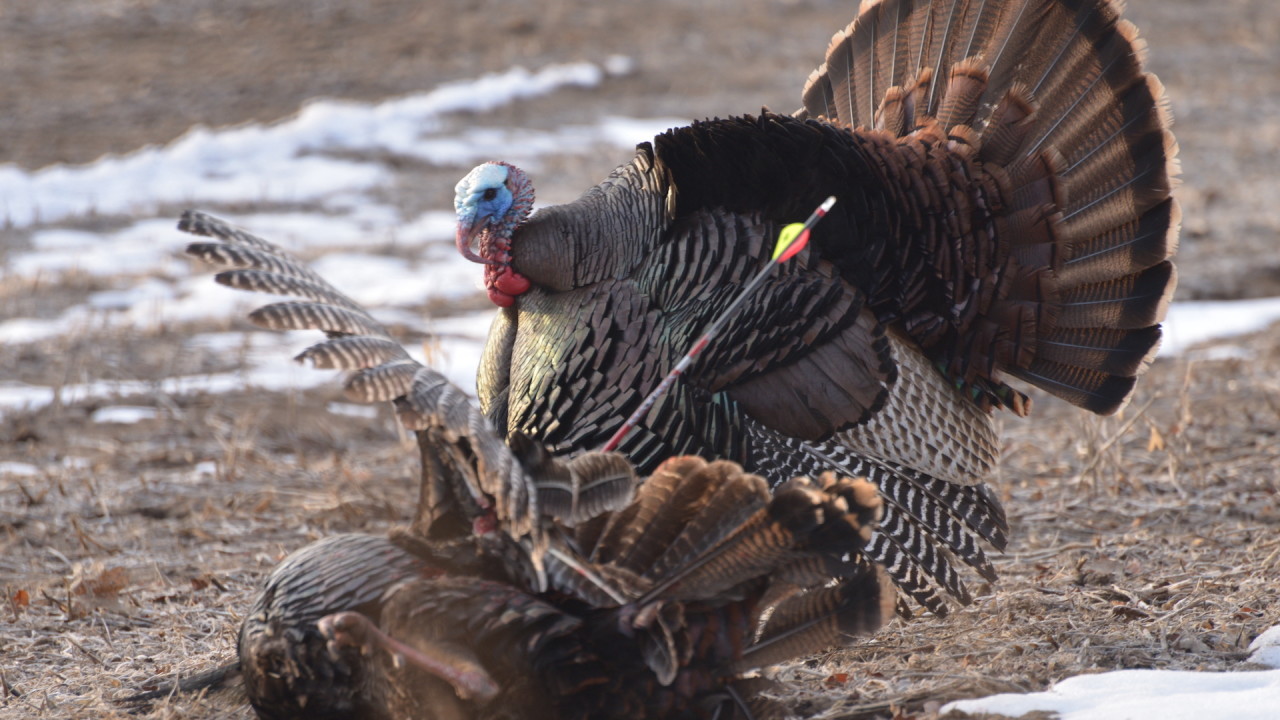 Bowhunting turkeys: where to shoot